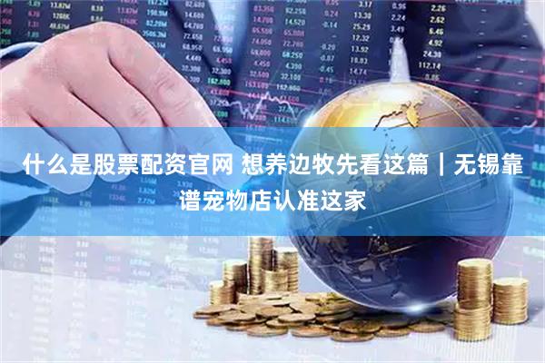 什么是股票配资官网 想养边牧先看这篇｜无锡靠谱宠物店认准这家