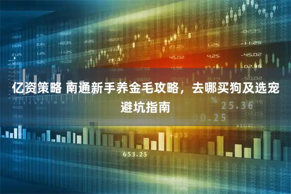 亿资策略 南通新手养金毛攻略，去哪买狗及选宠避坑指南