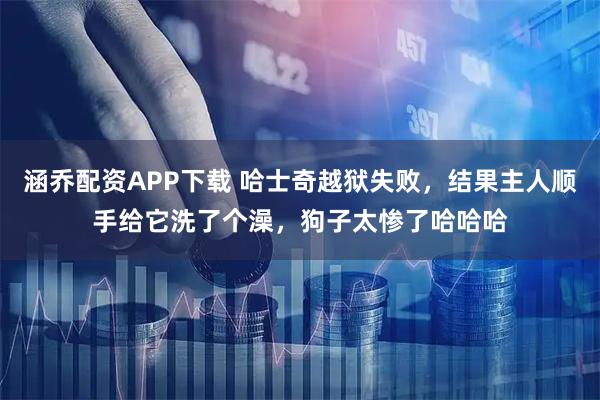 涵乔配资APP下载 哈士奇越狱失败，结果主人顺手给它洗了个澡，狗子太惨了哈哈哈